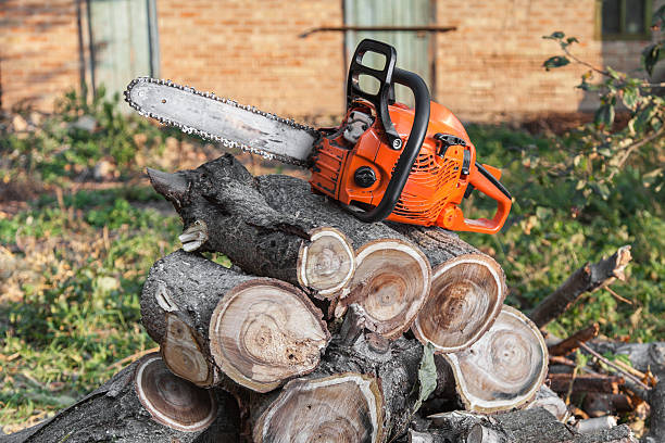 The Steps Involved in Our Tree Care Process in Reisterstown, MD